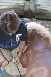 laminitis-in-horses